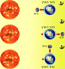 הגאות והשפל